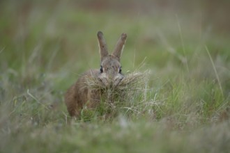 Rabbit (Oryctolagus cuniculus) adult animal collecting grass in its mouth for nesting material,