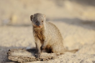 Banded mongoose (Mungos mungo), juvenile, captive, occurrence in Africa