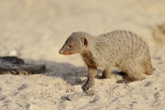 Banded mongoose (Mungos mungo), juvenile, captive, occurrence in Africa