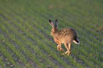 European hare (Lepus europaeus), running across a field, Neusiedlesee National Park, Seewinkel,