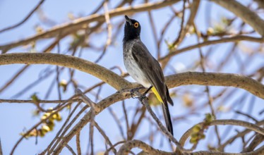 Fire-eyed Bulbul (Pycnonotus nigricans) sitting on a branch in a bush, Etosha National Park,