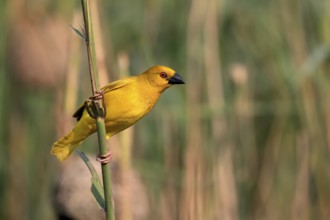 Eastern golden weaver (Ploceus subaureus), adult, male, auto-waiting, alert, Saint Lucia Estuary,