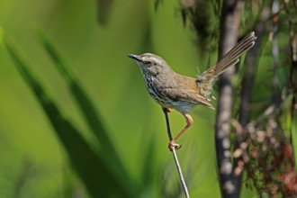 Spotted Prinia (Prinia maculosa), adult, in perch, Kirstenbosch Botanical Gardens, Cape Town, South