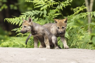 Two wolf pups exploring a sandy area surrounded by green vegetation, European grey gray wolf (Canis
