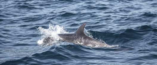 Dolphin, Osa, Costa Rica, Central America