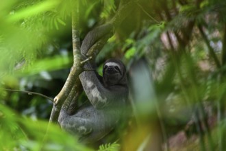 Brown-throated sloth (Bradypus variegatus), through blurred foliage on a branch, Tambopata National