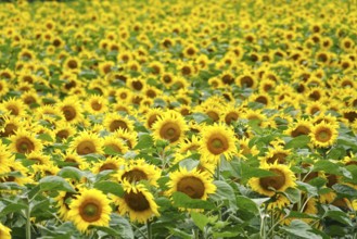 Picturesque sunflowers, July, Germany, Europe