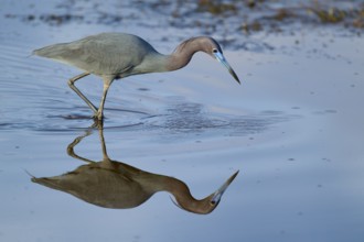 Great Blue Heron (Egretta caerulea), Black Point Wildlife Drive, Titusville, Florida, USA, North