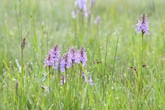 Moorland spotted orchid (Dactylorhiza maculata), flowering wild orchid, Lower Rhine, North