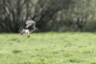 Hen harrier (Circus cyaneus), Emsland, Lower Saxony, Germany, Europe