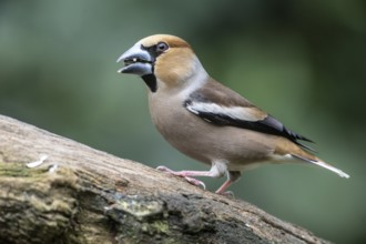 Hawfinch (Coccothraustes coccothraustes), Emsland, Lower Saxony, Germany, Europe