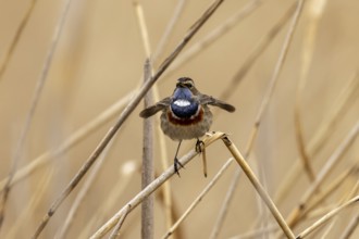 Bluethroat (Luscinia svecica) singing on a reed, wildlife, Germany, Europe