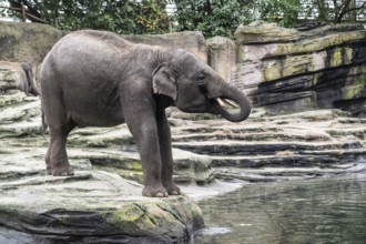 Asian elephant (Elephas maximus), Emmen Zoo, Netherlands