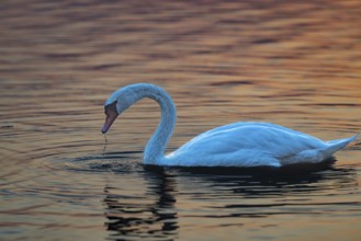 Mute swan (Cygnus olor), sunrise, Hopfensee, near Füssen, Ostallgäu, Allgäu, Upper Swabia, Swabia,