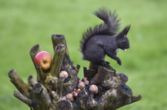 European squirrel (Sciurus) eating nuts in the garden, Schleswig-Holstein, Germany, Europe