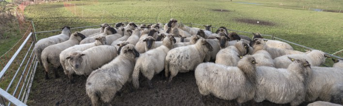 Black-headed domestic sheep (Ovis gmelini aries) in a pen, Mecklenburg-Western Pomerania, Germany,