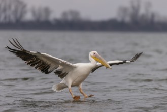 Great white pelican (Pelecanus onocrotalus), flying, Lake Kerkini, Greece, Europe