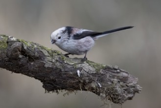 Long-tailed Tit (Aegithalos caudatus), Austria, Upper Austria, Europe