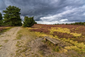 Flowering heath, heather and juniper bushes, near Wilseder Berg, in the Lüneburg Heath nature