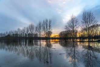 Bislicher Insel nature reserve, floodplain landscape on the Rhine, near Xanten, floods, flooded
