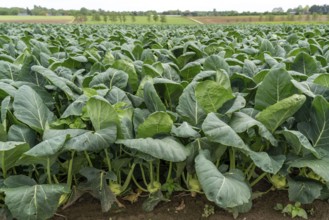 Field with kohlrabi plants, kohlrabi tubers, North Rhine-Westphalia, Germany, Europe