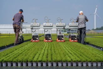 Horticultural business, broom heather plants, in flower pots, outdoors, Calluna vulgaris, are cut