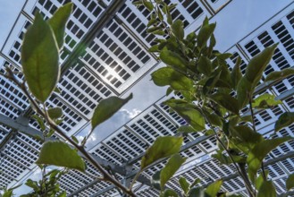 Agri-photovoltaic test plant, an apple orchard with two different systems of PV modules was roofed