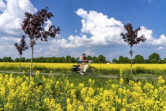 The avenue cycle path between Xanten and Marienbaum, Kalkar, on the Lower Rhine, former railway