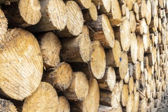 Felled, stacked spruce trunks, forest dieback in the Arnsberg Forest nature park Park, over 70 per