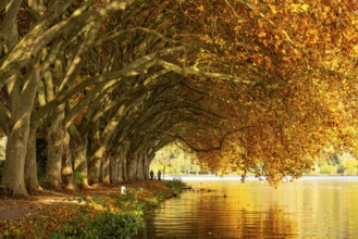 Platanen Allee, lakeside path on Lake Baldeney, near Haus Scheppen, in Essen, autumn, North
