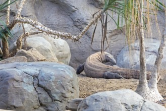 Denver, Colorado, A Komodo dragon (Varanus komodoensis) at the Denver Zoo. The Komodo dragon is the