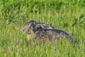 European brown hare (Lepus europaeus) eating vegetation in meadow, grassland