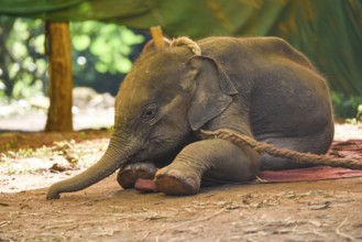A wild elephant calf, which was rescued after she stray away from her herd, at Assam State Zoo in