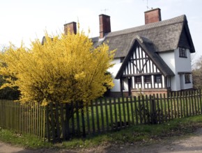 Yellow blossom forsythia plant in garden thatched timbered house, Little Glemham, Suffolk, England,