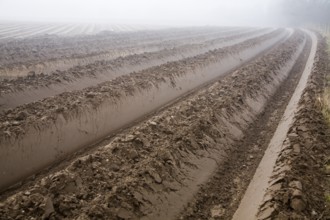 Deep furrows in soil of foggy field being prepared for potato crop, Shottisham, Suffolk, England,