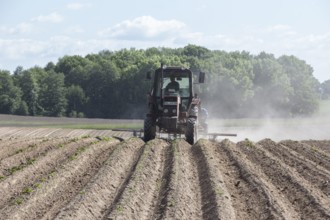 Tractor dragging a plume of dust behind it while working a potato field, Münchenberge, 20/05/2020