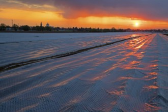 A covered asparagus field at sunrise, Erpolzheim, Bad D¸rkheim district, Rhineland-Palatinate,
