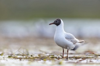 Black-headed gull (Larus ridibundus), Hides de El Taray / Floating Hid, Villafranca de los
