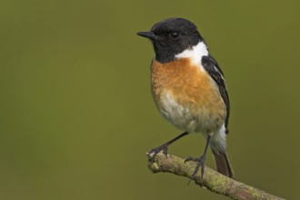 Stonechat, (Saxicola torquata), foraging, male, Bad Dürkheim district, Eich, Rhineland-Palatinate,