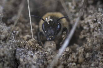 A spring silk bee in the Hohe Ward nature reserve in Münster, 08.04.2024