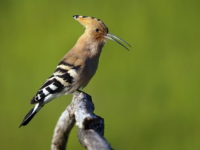 Hoopoe, (Upupa epops), on perch, hoopoe family, formerly raptors, Hides de El Taray / Lesser Kestr,