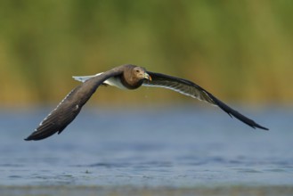 Hemprich's Gull, (Larus hemprichii), medium sized, rusty brown, flight photo, Raysut, Salalah,