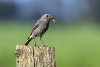 Black redstart (Phoenicurus ochruros gibraltariensis) female, first calendar year male perched on