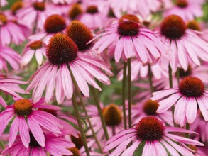 Cluster of pink echinacea flowers with brown centers in a garden setting, purple cone flowers in