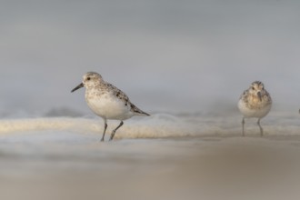 Sanderling (Calidris alba) feeding on a beach. Camaret sur mer, Crozon, Finistere, Brittany,
