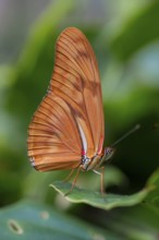 Torch butterfly (Dryas iulia moderata), orange-coloured butterfly sitting on a leaf, Alajuela