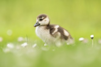 Nile goose chick (Alopochen aegyptiaca), profile view full body, standing in meadow with daisies,