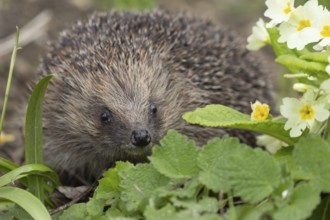 European hedgehog (Erinaceus europaeus) adult animal in a garden next to a Primrose flower in the