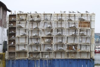 Black-legged kittiwake (Rissa tridactyla) specially installed breeding aids in Vardö on the island