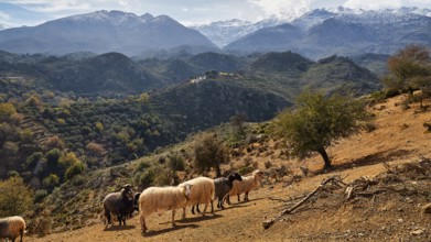 A flock of sheep passes through a rural mountain landscape with green hills and snow-capped